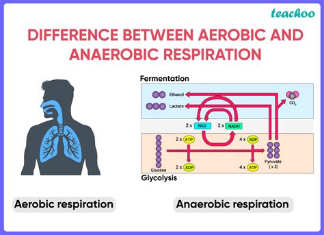 aerobic respiration occurs in the|where does aerobic respiration occur.